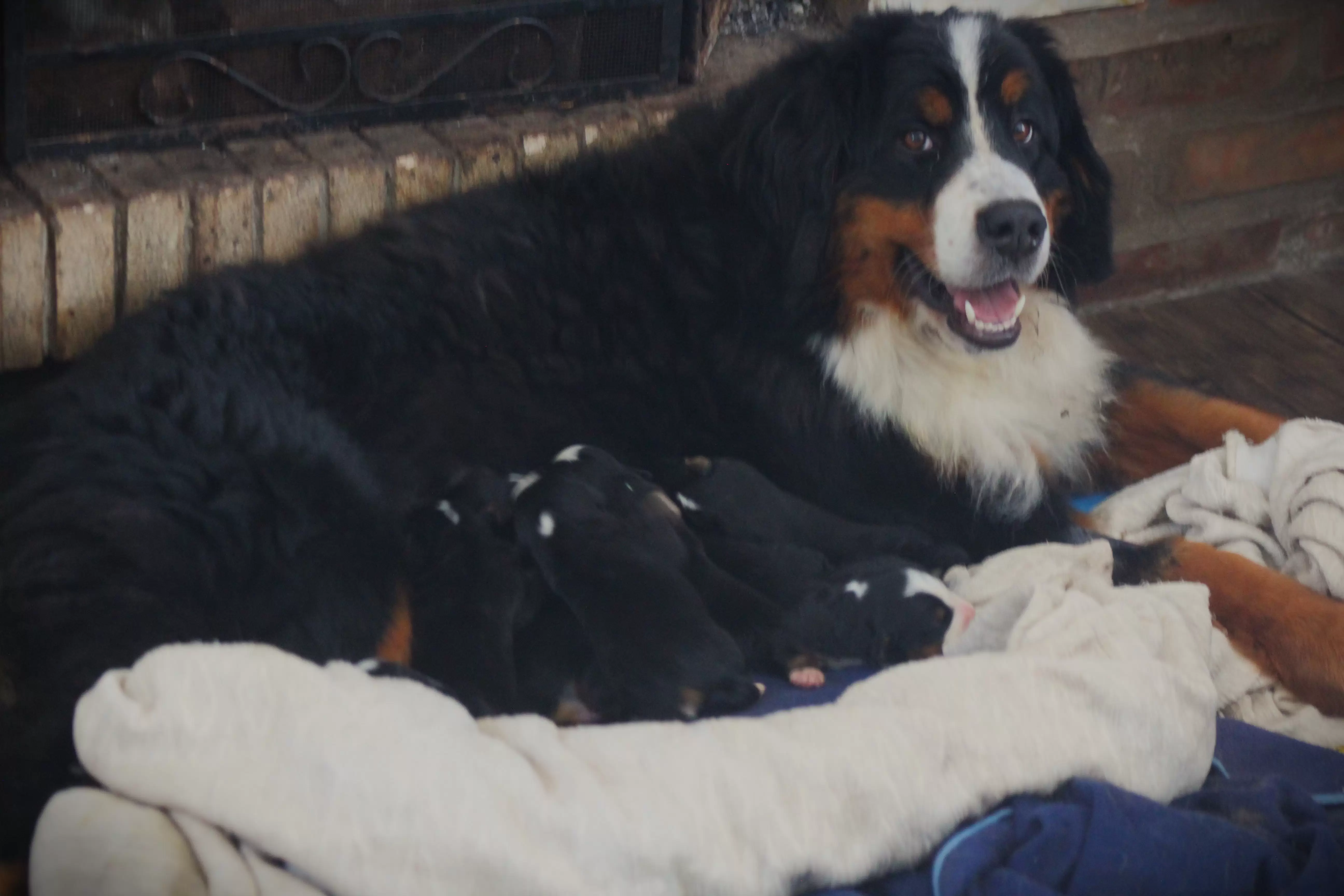 FILHOTES COM 35 DIAS DE VIDA NAS FOTOS INDIVIDUAIS, COLETADAS HOJE 25/11/23